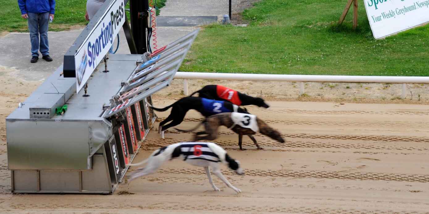 Greyhound racing at the Shelbourne Park in Dublin, Ireland.
