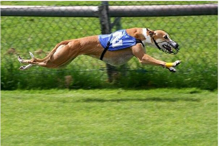 The 15 Best Greyhound Racing Betting Sites - 2022